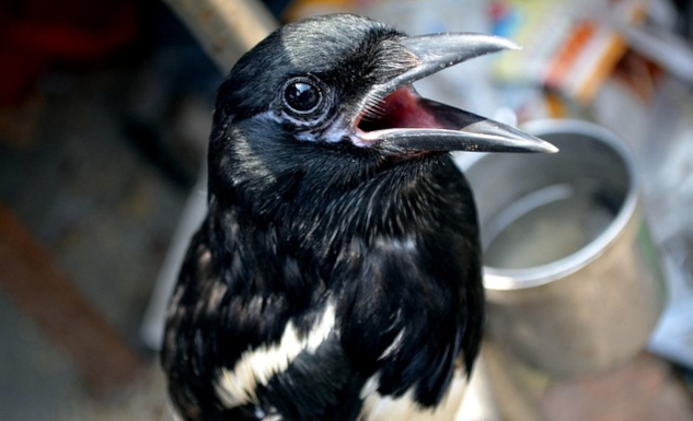 photo of a Mynah bird with mouth wide open